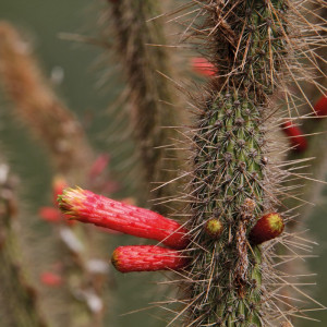 1241/CX38 Картина 1241 Adriani e Rossi