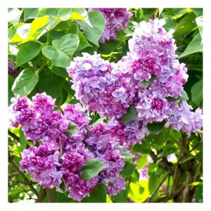 82594916 Сирень «Катерина Хавемейер» 15x30 см