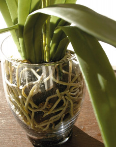 2589 778 a3 Имитация орхидеи ванда в стеклянном горшке, 53 см, бежево-белая H-andreas