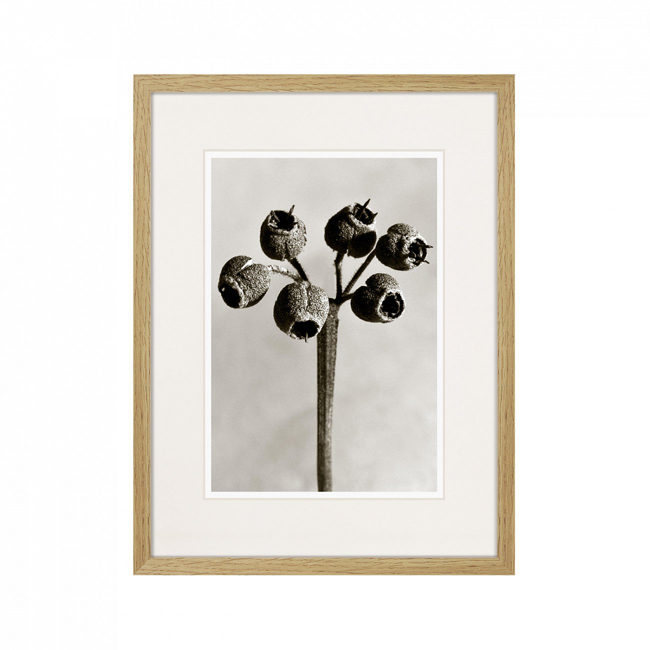 Картина: Botanical philosophy of forms №4, 1912г. КАРТИНЫ В КВАРТИРУ  264878 Разноцветный  - Вид №1