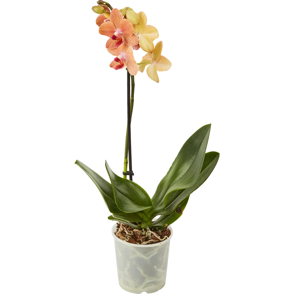 Santreyd Орхидея Фаленопсис микс - цветущая бабочка в вашем интерьере 85324974 STLM-0061535 - Вид №4