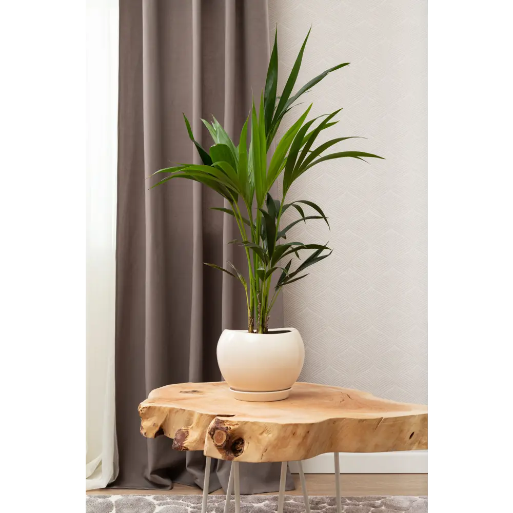 Santreyd Горшок «Адель» — керамический акцент для комнатных растений 81932591 STLM-0014178 - Вид №5