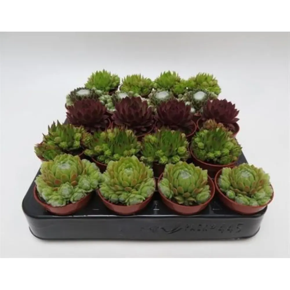 Семпервивум микс - комнатное декоративно-лиственное растение в горшке ø9 см 89441753 Santreyd STLM-1579727