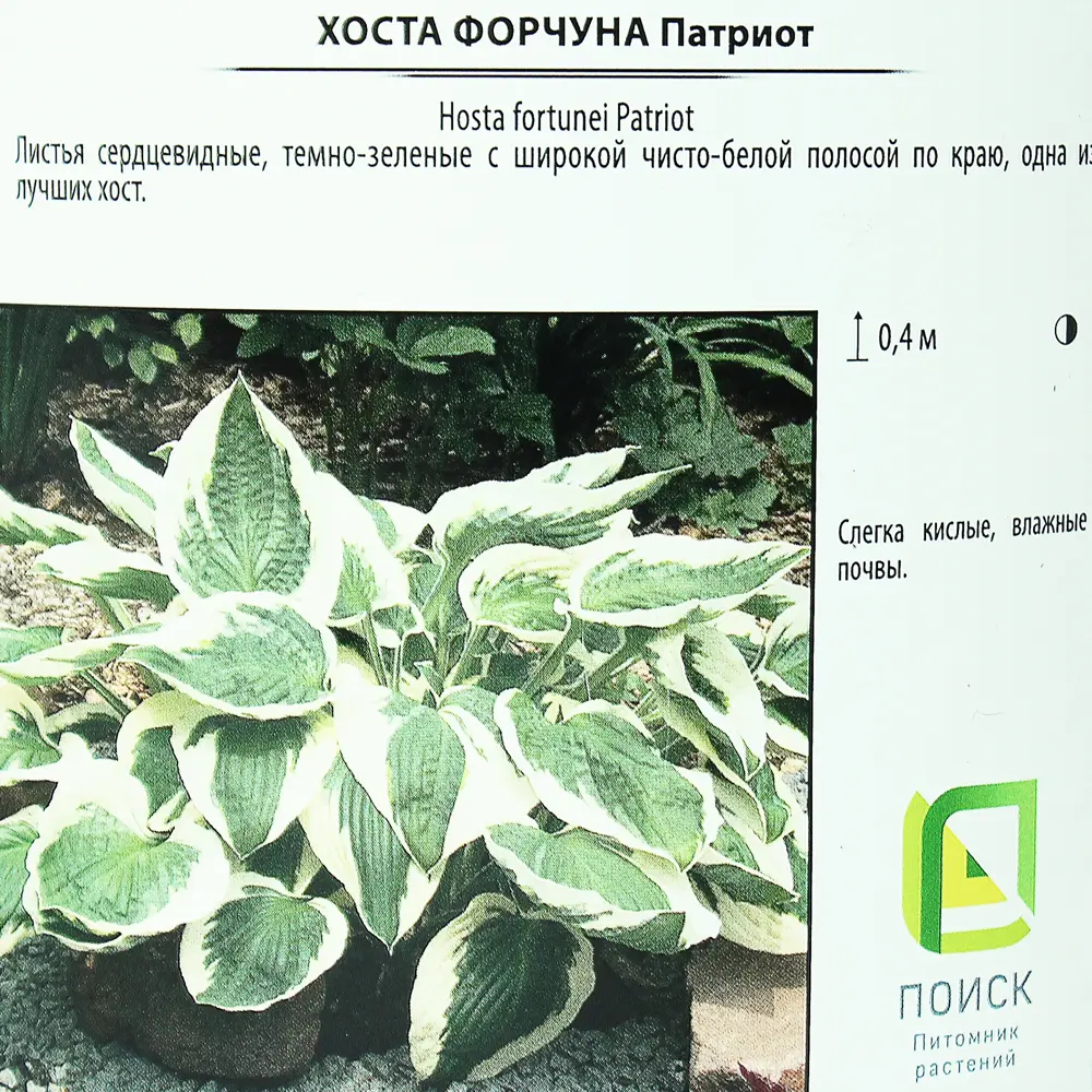 Хоста Форчуна «Патриот» от Santreyd - изысканный акцент для тенистого сада 81968611 STLM-0952751 - Вид №2