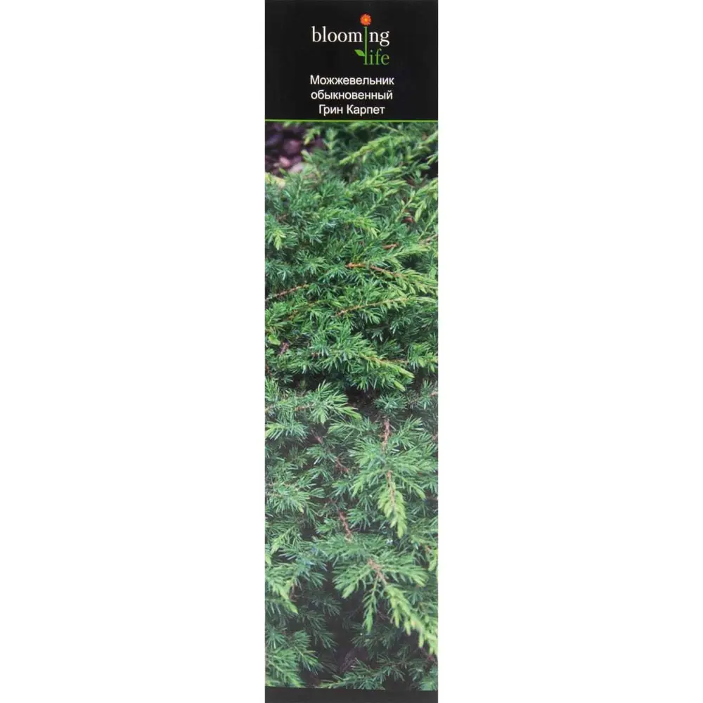 Можжевельник обыкновенный «Грин Карпет» С2, 15-20 см PLANTMARKET STLM-2008597