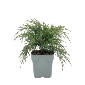 Кипарисовик горохоплодный Нана ø13 h20 см