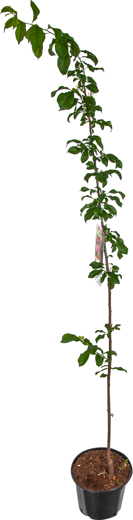 Слива Santreyd - саженец для сочного урожая в вашем саду 17897408