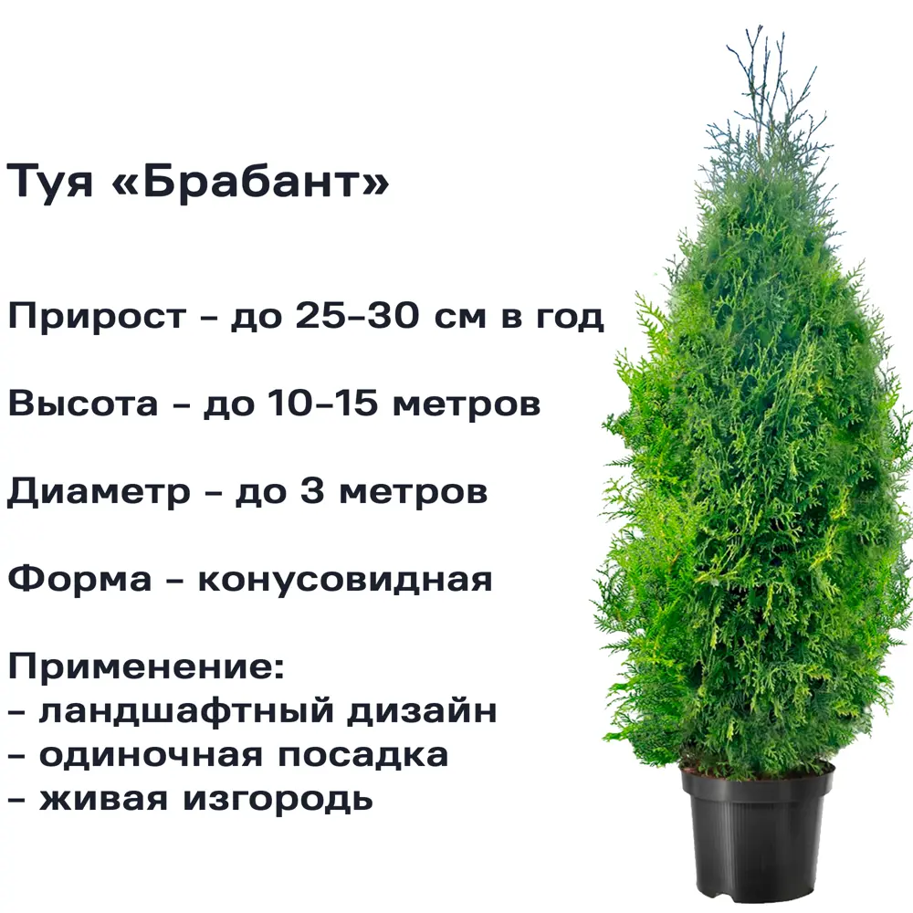 Туя Брабант ø21 h80 - 100 см 85394818 STLM-2106660 Santreyd  - Вид №1