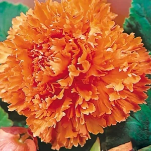 Бегония «fimbriata Orange», 4х5 см 13064855 STLM-2085723