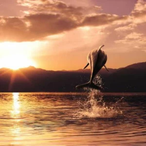 WP02060 Фотообои Verol Фотообои decoline 1х1 м