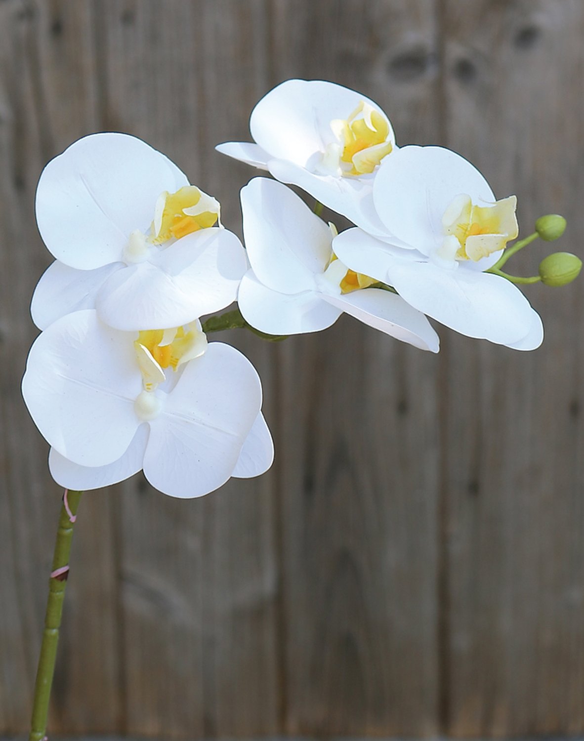 2843 778 a3 Пластиковая орхидея Phalaenopsis, 64 см, real touch soft, бежево-белая H-andreas  - Вид №1