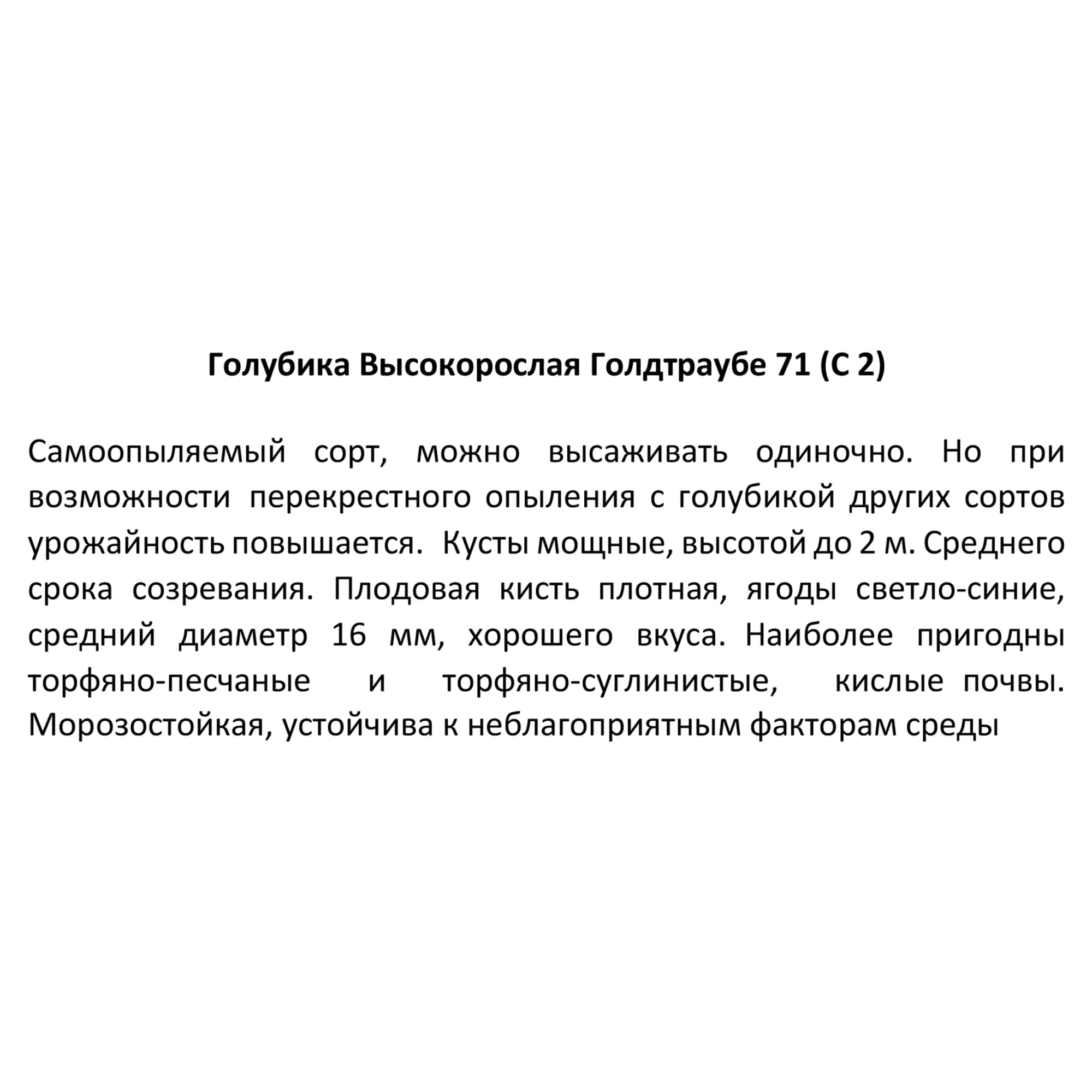 82585402 Голубика высокорослая «Голдтраубе 71» 17x30 см Santreyd  - Вид №1