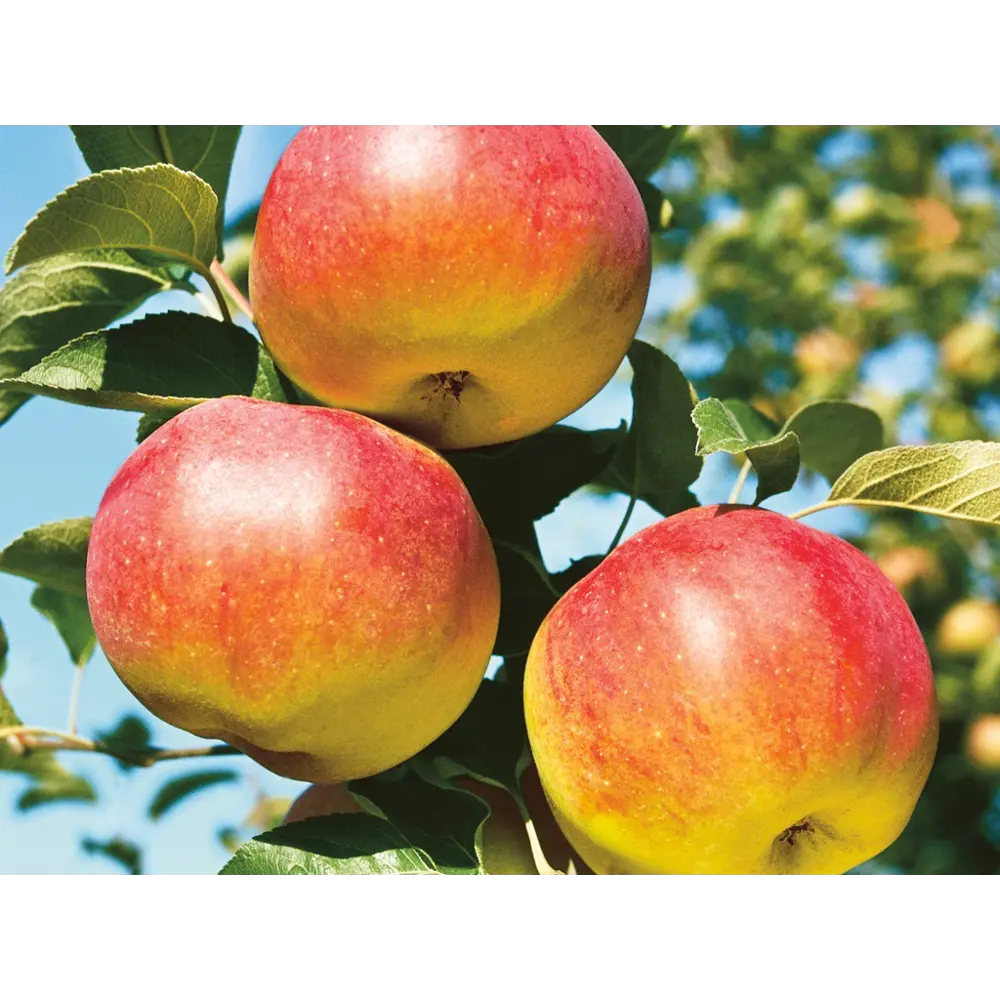 Яблоня Яблочный спас пакет 89465371 STLM-2020891 PLANTMARKET 