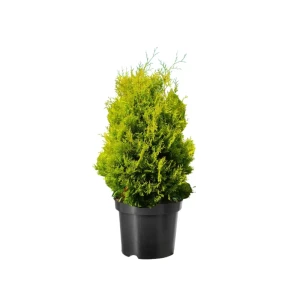 Туя западная Голден Брабант ø38 h148 см