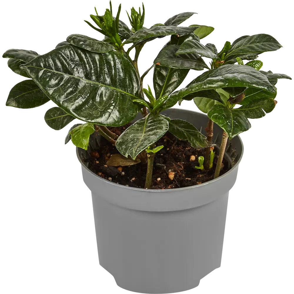 Гардения жасминовидная Santreyd - комнатное растение с ароматом жасмина 86750234 STLM-0071274