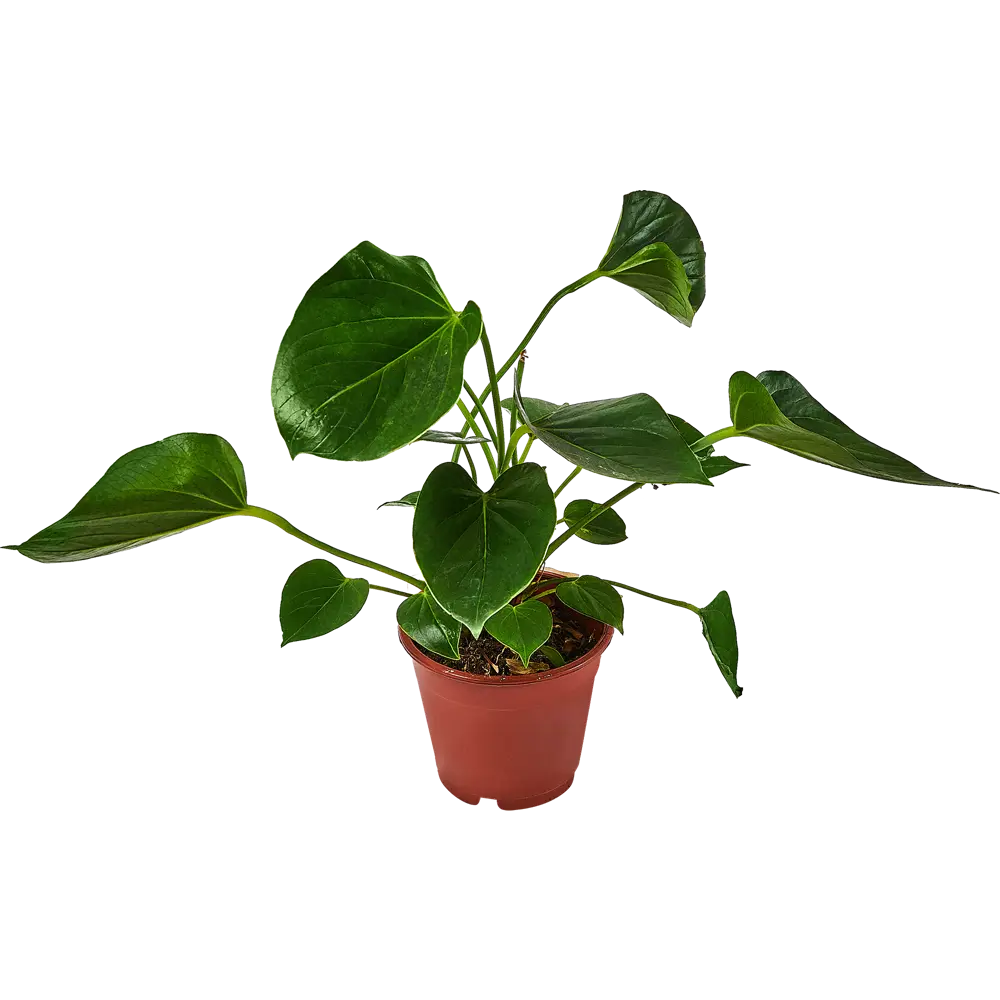 Антуриум Андрианум Santreyd — тропическая элегантность в вашем интерьере 89338395 STLM-0954289 - Вид №1