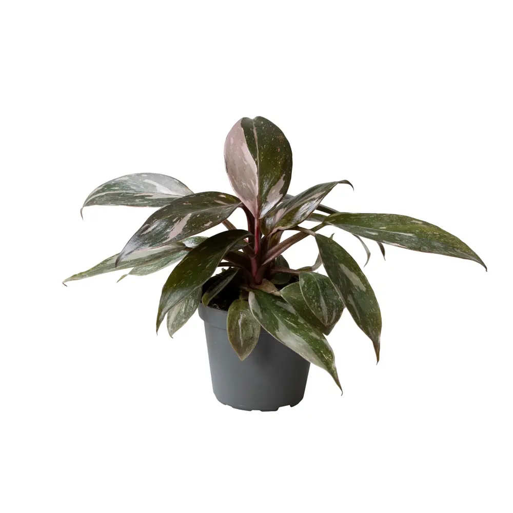 Филодендрон Пинк Принцесс Марбл от Santreyd - розовая королева интерьера 89375030 STLM-0957102