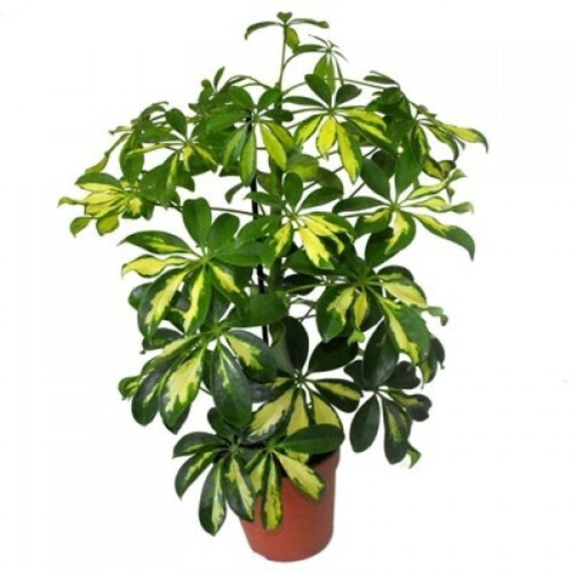 82578749 Шеффлера микс d13 h50 Santreyd 