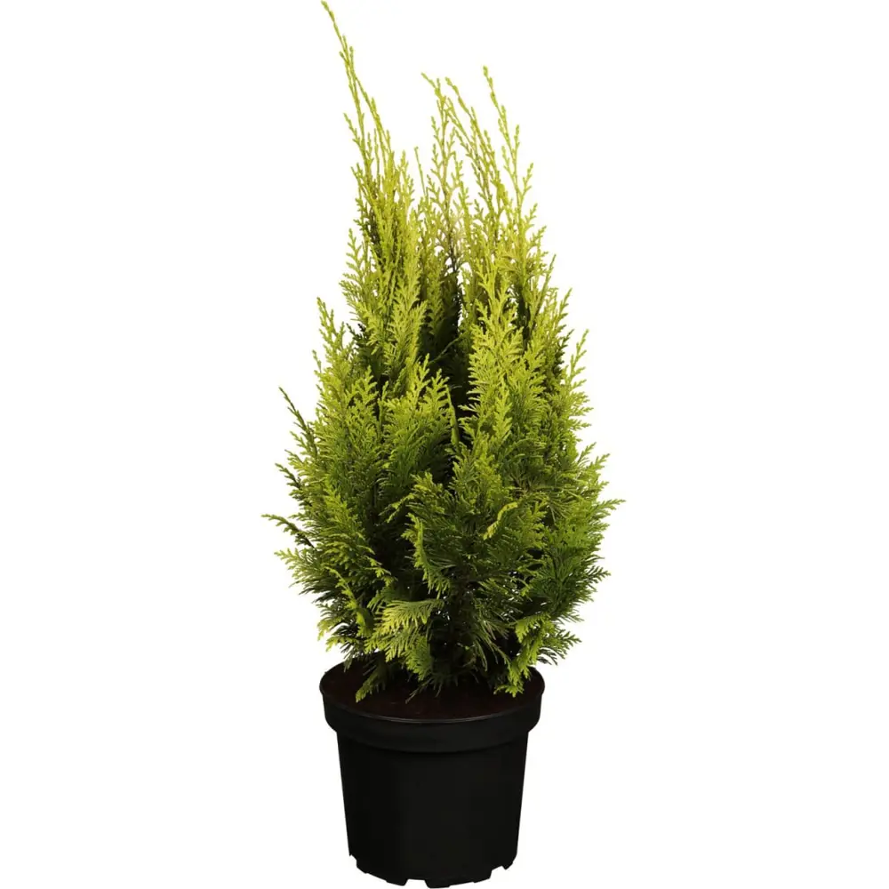 Кипарисовик лавсона Ивонне ø9 h20 см 84406464 STLM-2073359 PLANTMARKET 