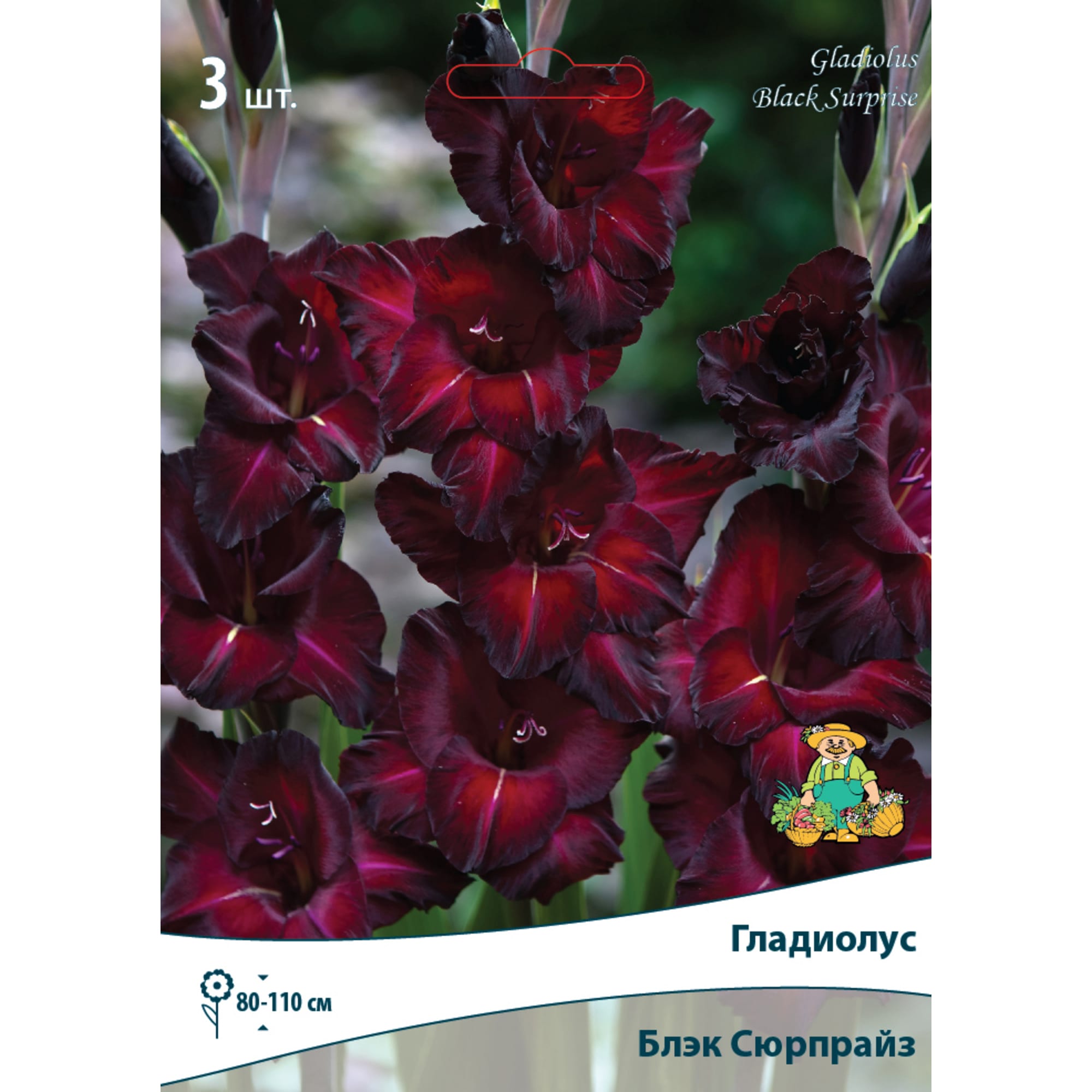 81945432 Гладиолус крупноцветковой «Блэксюрпрайз» Santreyd 