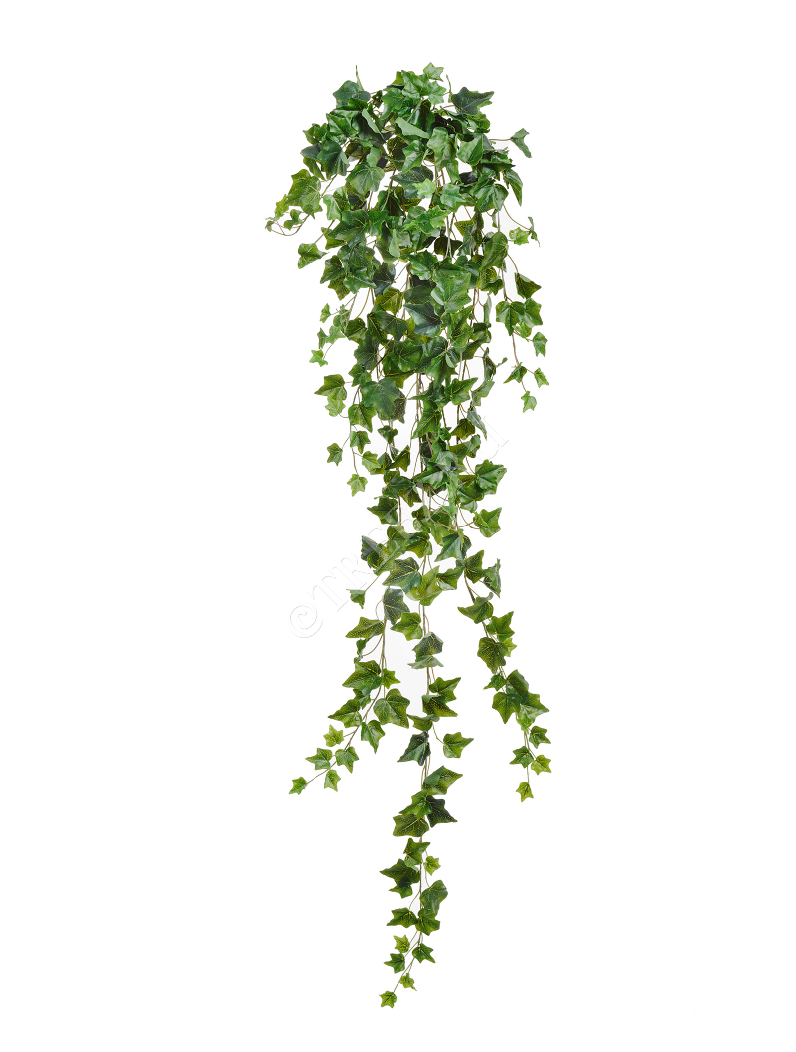 20.05170260N-M Английский плющ Олд Тэмпл зелёный Цветочная коллекция  - Вид №3