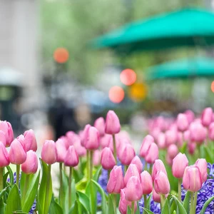 C1-381 Фотообои DIVINO Collection C 2.38х3 м