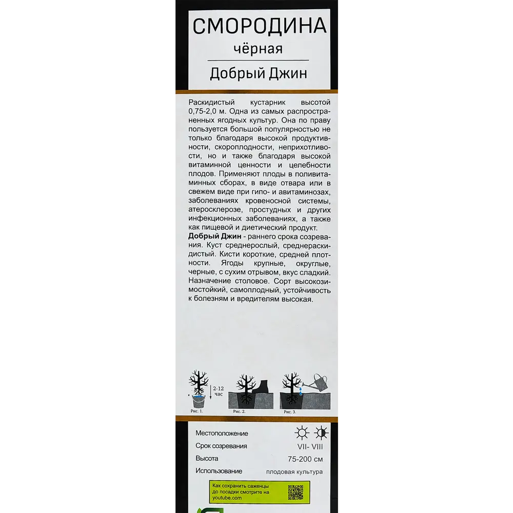 Смородина черная Добрый Джинн h35 см 89353407 STLM-2179200 Santreyd  - Вид №3