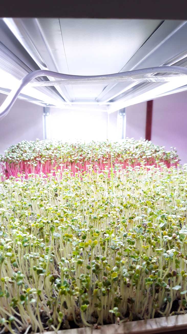 1035 Фитолампа для растений линейная VA-3 120 см Фулл комфорт 4000+660 LAB.Space  - Вид №7