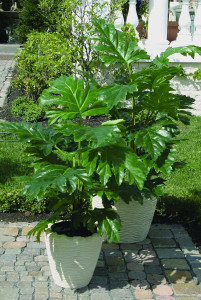 5650 883 a3 Искусственный акант, горшечный, 120 см, зеленый H-andreas