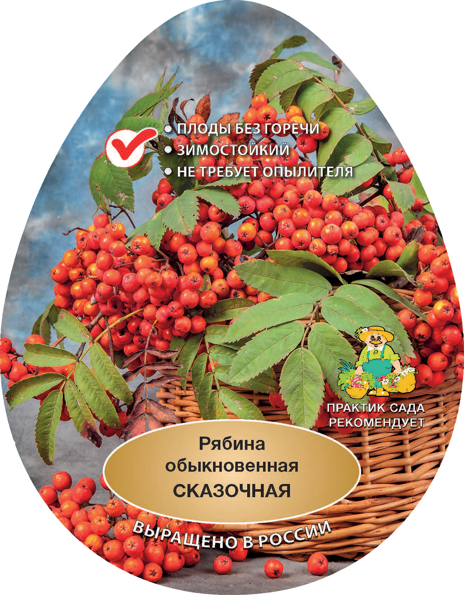 84399303 Рябина обыкновенная Сказочная h200 см в сетке Поиск Инвест STLM-0049194 Santreyd