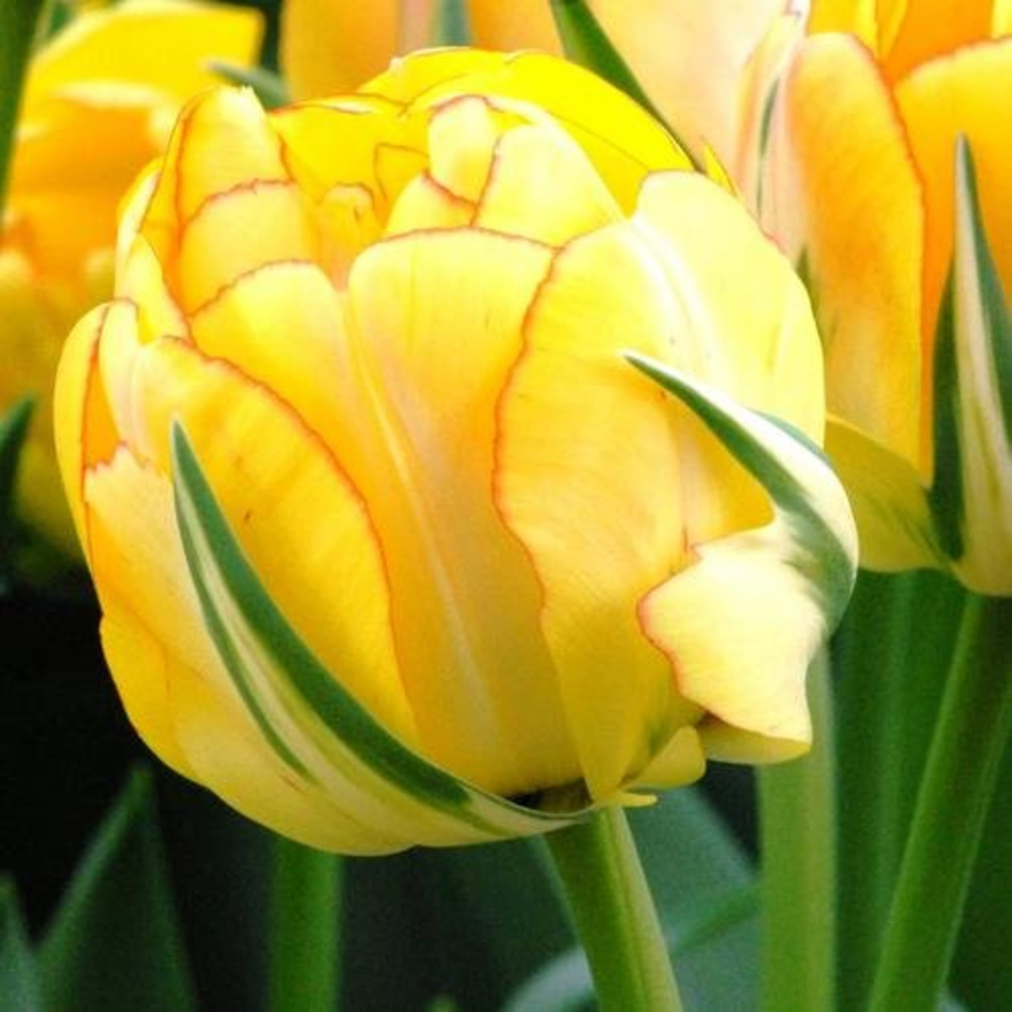 89078332 Тюльпан махровый поздний Акебоно луковица 12/, 8 шт Santreyd 