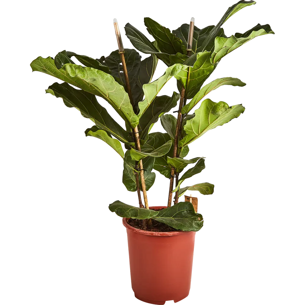 Фикус Лирата от Santreyd — изящное комнатное дерево с глянцевой листвой 85062663 STLM-0058029 - Вид №1