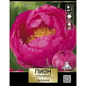 Пион гибридный Цитерия 89452311 STLM-2189703