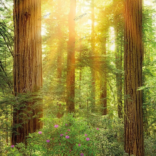 SH019-VD2-Redwood Фотообои Komar Stefan Hefele 2.5х2 м SH019VD2REDWOOD