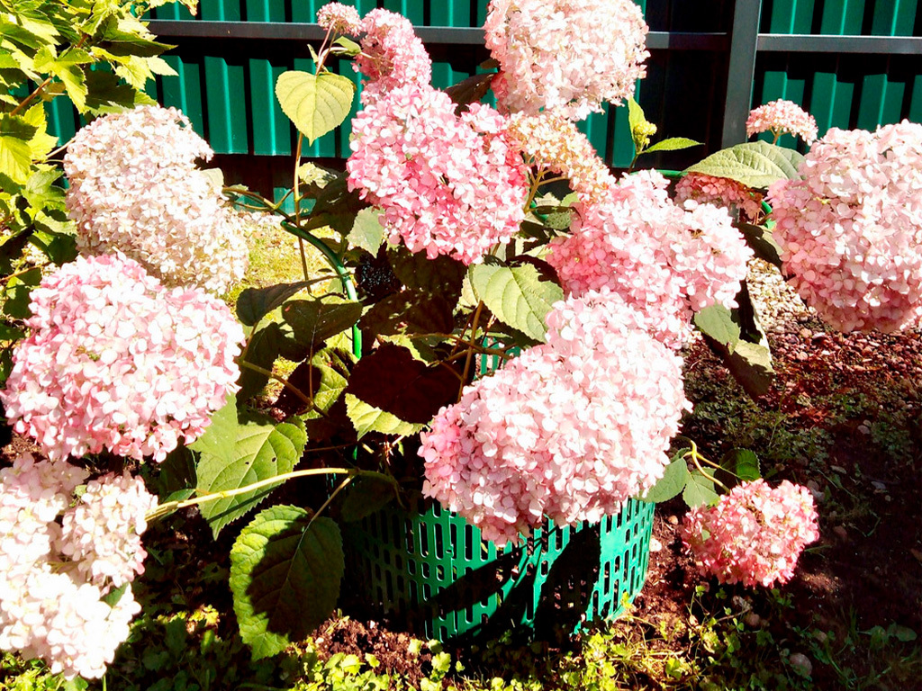 Защитно-декоративное ограждение, цвет зелёный 4 шт ГеоПластБорд GPBST-185 - Вид №4