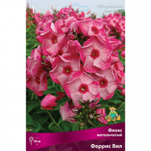 88294976 Флокс метельчатый Феррис вил луковица I