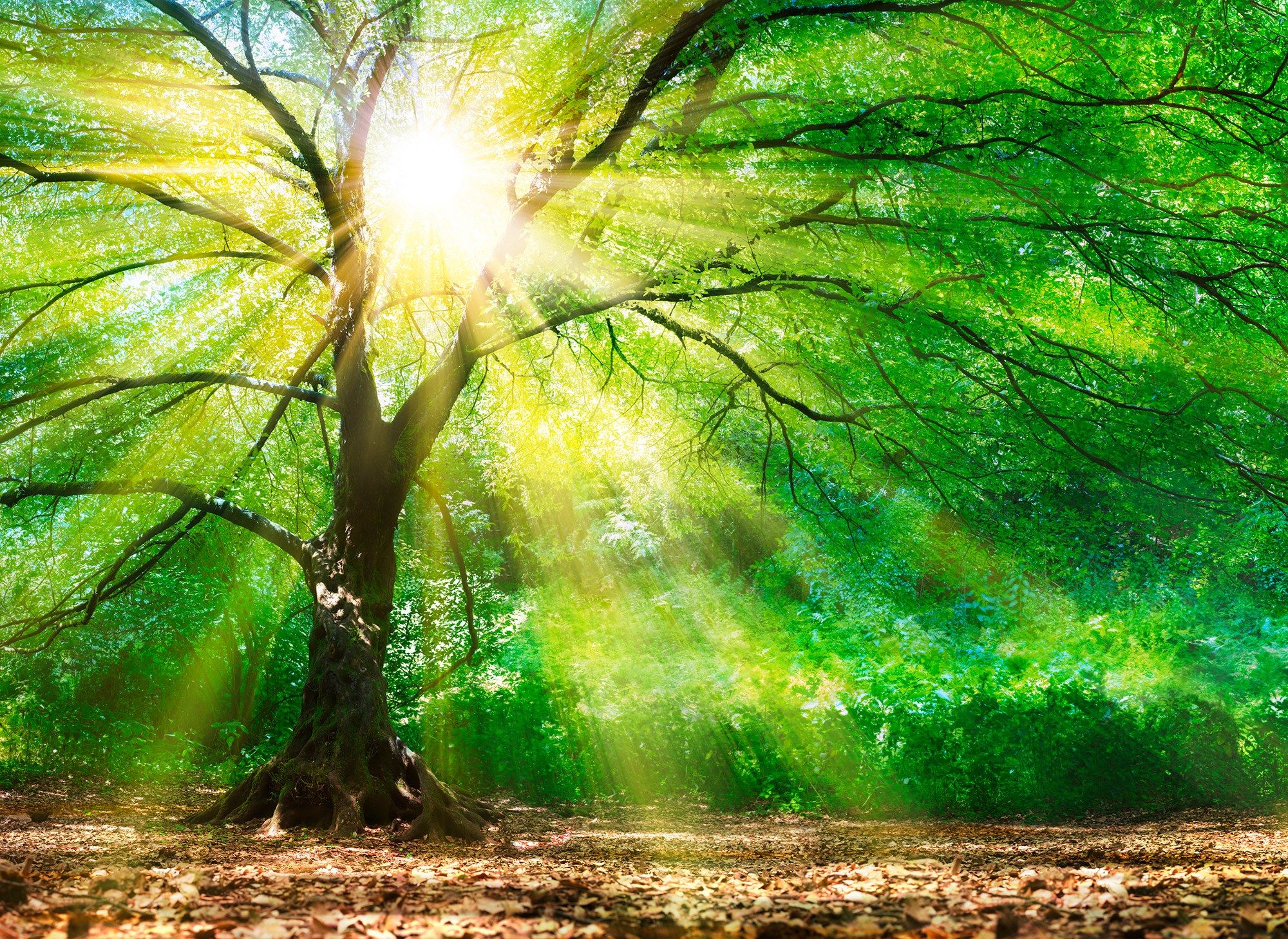 Нетканые обои Architects Paper Designwalls ARCH-00077977 - Вид №1