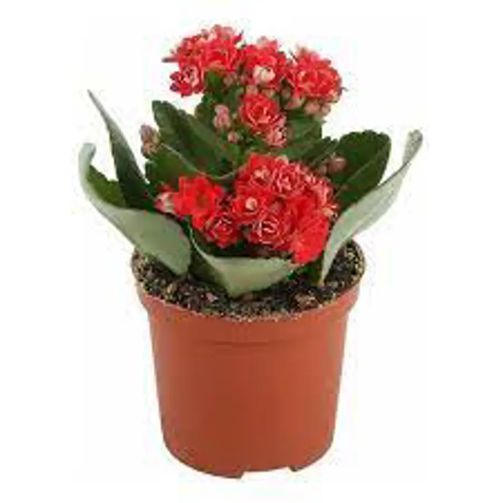 Santreyd Каланхоэ Каландива - цветущий суккулент для интерьера 89354338 STLM-1505437 - Вид №1