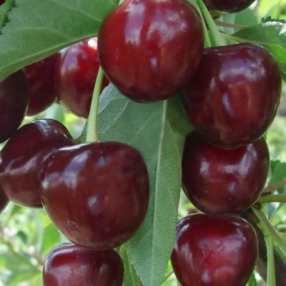 Дюк Факел ø22 h125 см PLANTMARKET STLM-2107863