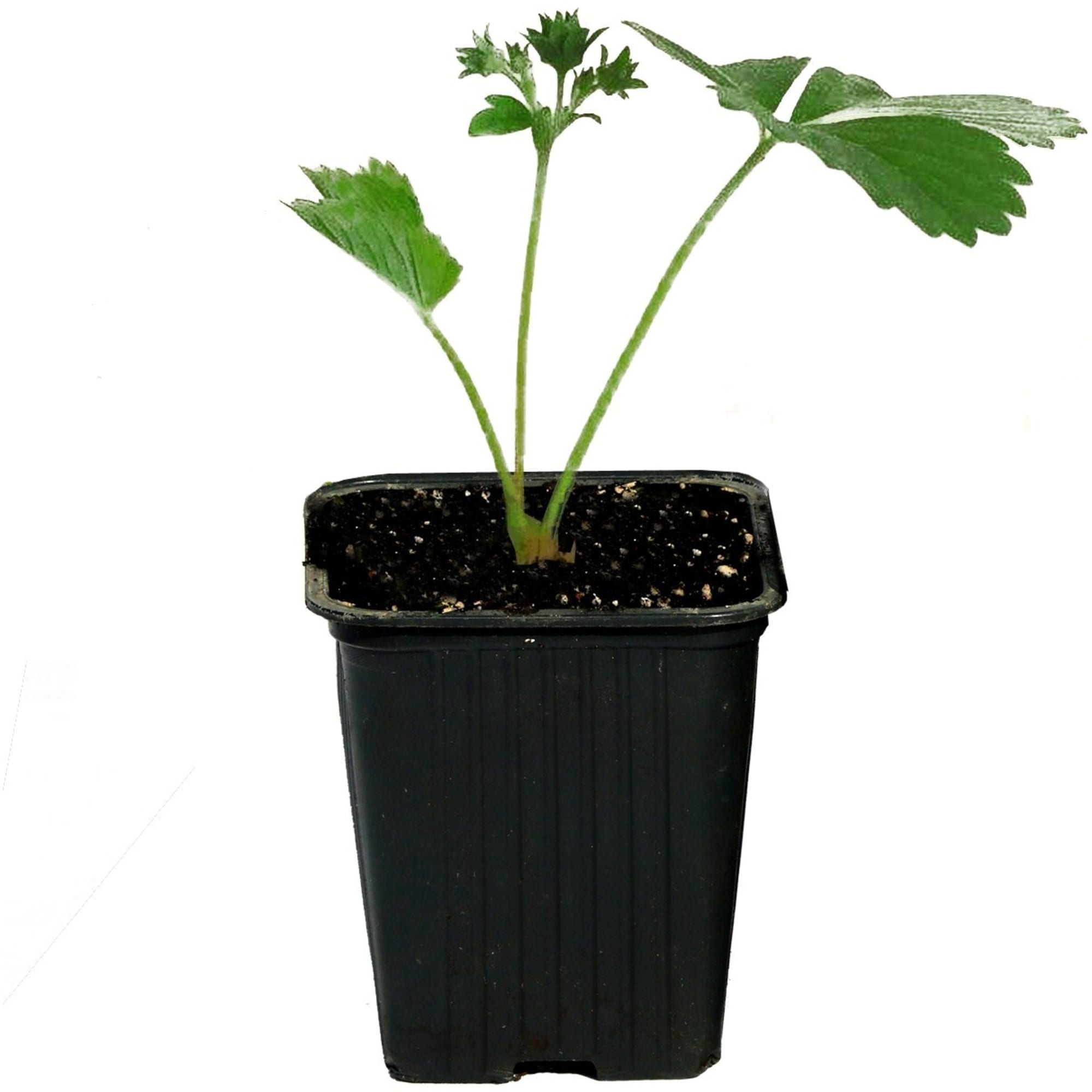 81954889 Земляника садовая «Юния Смайдс Р9» Santreyd  - Вид №1