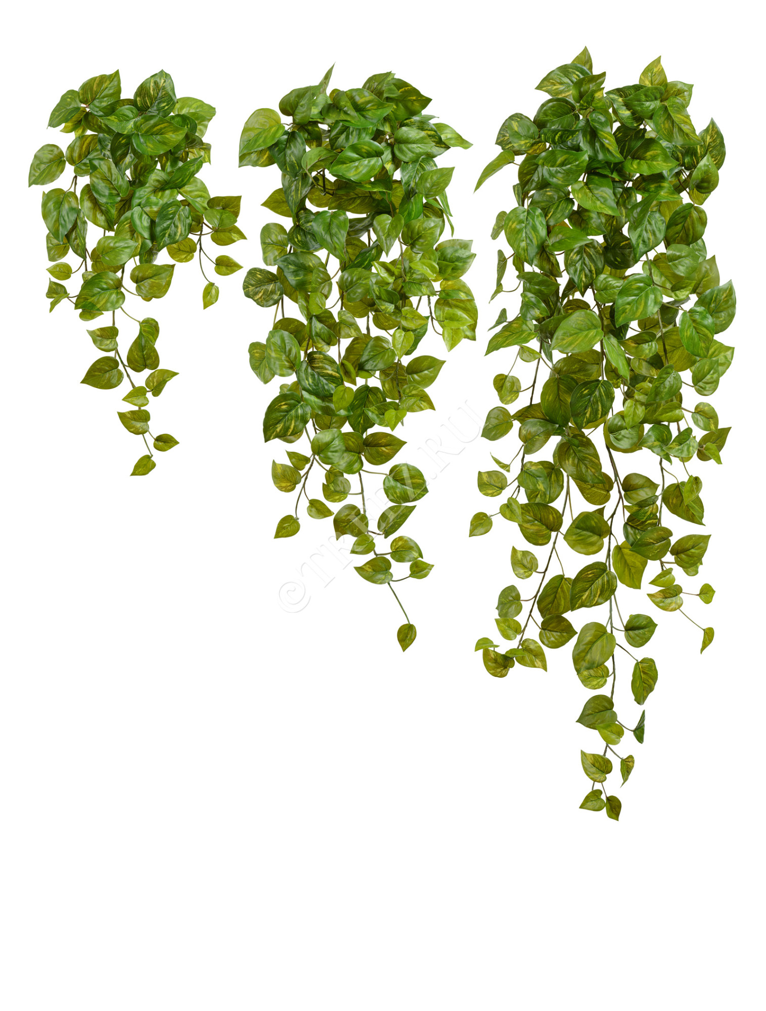 20.05200264GY-M Потос Ауреум ампельный Цветочная коллекция 