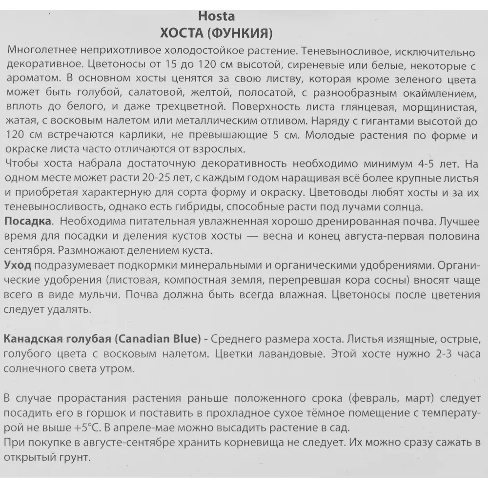 Хоста гибридная «Канадиан Блу», размер луковицы I 82319595 STLM-2198086 Santreyd  - Вид №2
