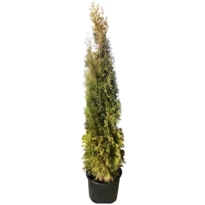 Туя западная Пирамидалис h200 см 84506322 STLM-2077323