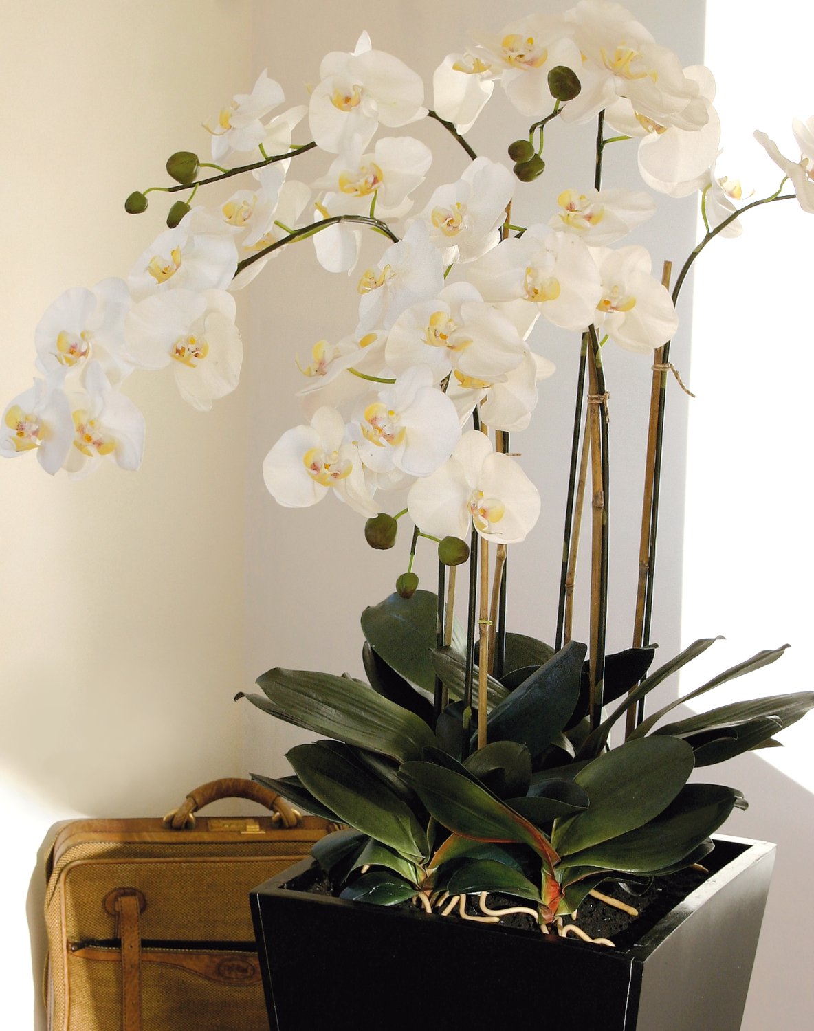 2840 778 a3 Пластиковая орхидея Phalaenopsis, 6-кратная, горшечная, 155 см, real touch, бежево-белая H-andreas  - Вид №5