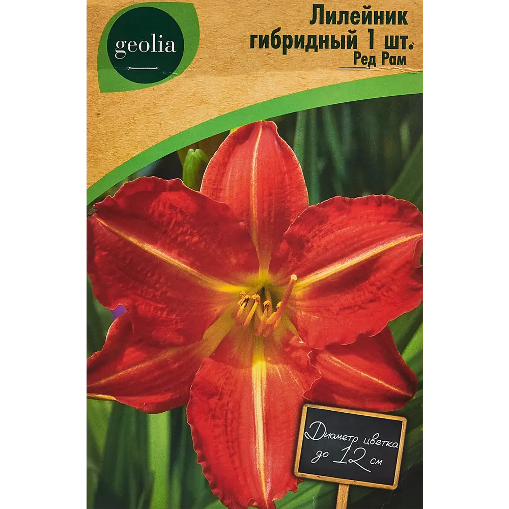 Лилейник Geolia гибридный Ред Рам 86408708 STLM-2102700 