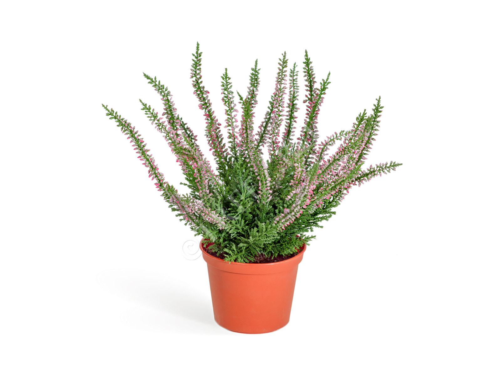 20.5937N Эрика (вереск) куст нежно-розовый Цветочная коллекция 