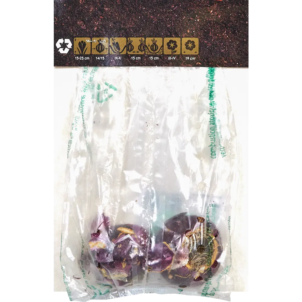 Гиацинт садовый Анна Лиза, 2 шт Santreyd STLM-2137645 - Вид №1