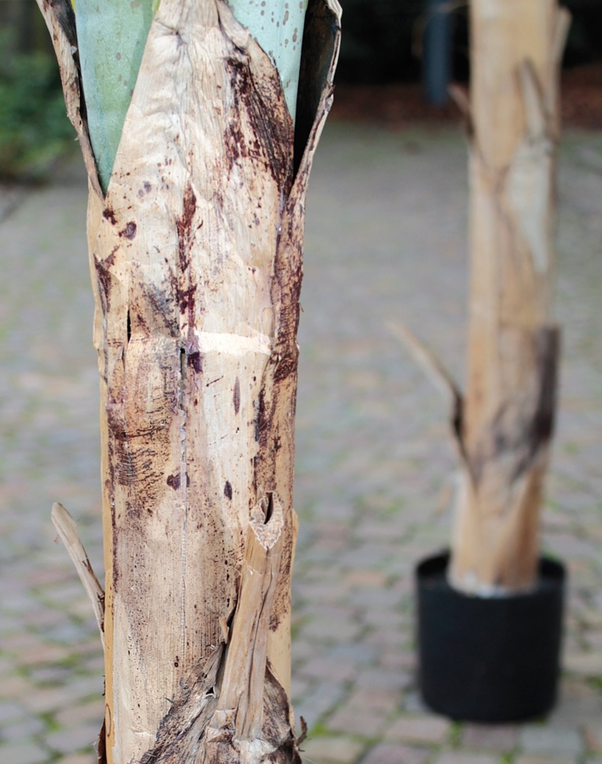 5783 883 a3 Банановое дерево, шелк, в горшке, 300 см, зеленое H-andreas  - Вид №4