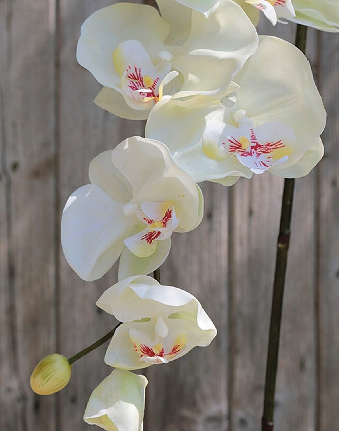 2508 777 a3 Искусственная орхидея Phalaenopsis, 110 см, real touch, белая H-andreas  - Вид №1