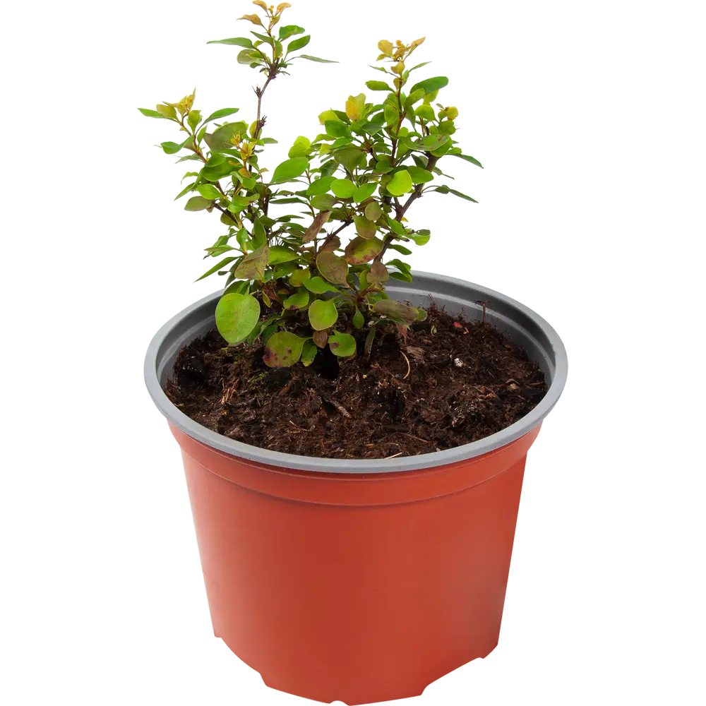 Santreyd Барбарис Тунберга Адмейриш - декоративный кустарник с оранжевой листвой 85325439 STLM-0061591 - Вид №1